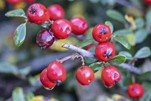 Cotoneaster Horizontalis Drucke: Cotoneaster (Cotoneaster horizontalis)