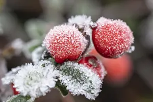 German Plants Drucke: Cotoneaster (Cvotoneaster dammeri)