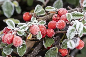 Maloideae Family Plants Drucke: Cotoneaster (Cvotoneaster dammeri)