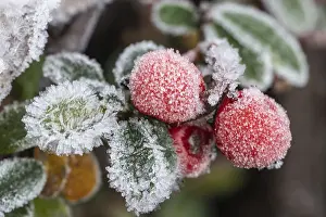 Maloideae Fruits Drucke: Cotoneaster (Cvotoneaster dammeri)