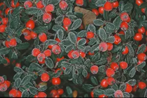 Winter Nature Scenes Drucke: Cotoneasters (Cotoneaster), berries