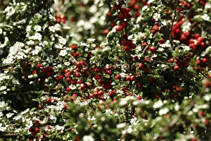 German Nature Photos Drucke: Cotoneasters (Cotoneaster), May, Germany