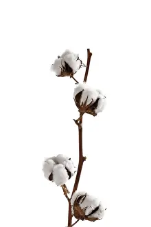 Indoor Plant Life Drucke: Cotton blossoms