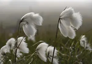 Moorland Landscape Drucke: Cotton grass