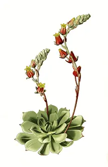 Glauca Drucke: Cotyledon secunda, var glauca. Thickleaf