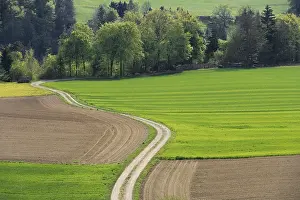 Springtime Farmland Drucke: Country lane and fields in spring