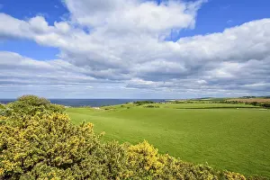 Deserted Countryside UK Drucke: Countryside with Common gorse in spring
