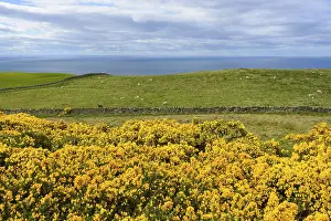 Springtime In Scotland Drucke: Countryside with Common gorse in spring