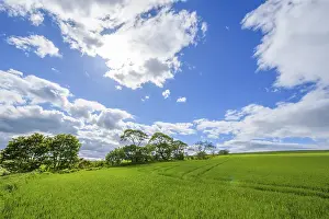 Springtime In Northern Europe Drucke: Countryside in spring, St Abbs