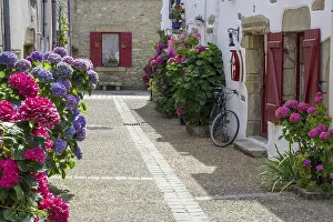 Hydrangeas In France Drucke: Courtyard with flowers, hydrangeas