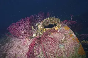 Underwater Coral Reef Drucke: Covered shipwreck full of corals