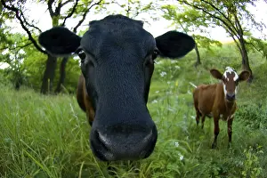 Productive Livestock Breed Drucke: Cow