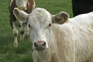 Domestic Cattle Photography Drucke: Cow