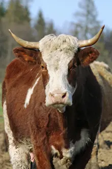 Domestic Cattle Grazing Drucke: Cow