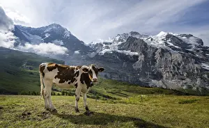 Switzerland Mountain Range Drucke: Cow in front of the Eiger north face