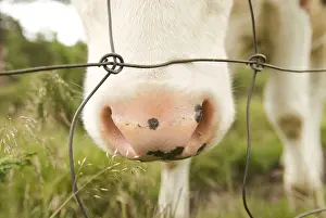 Domestic Cattle Breeds Drucke: Cow at grass - muzzle