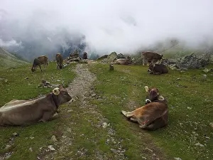 Hiking In Austria Drucke: Cows (bos) resting on a mountain path