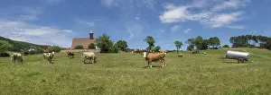 Lower Austria Wildlife Photography Drucke: Cows in front of the church of