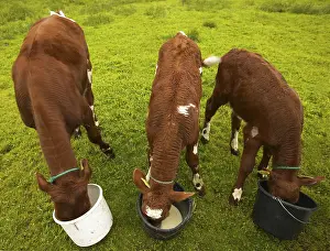 Livestock Animal Husbandry Drucke: Cows eating