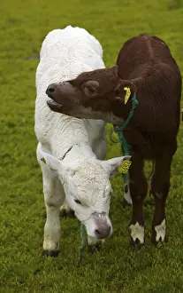 Domestic Cattle Photography Drucke: Cows in a field