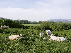 Domestic Cattle Breeds Drucke: Cows in a field