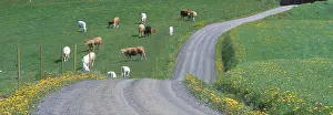 Domestic Cattle Breed Drucke: Cows in a field