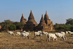 Uninhabited Countryside Scenes Drucke: Cows grazing on field with temples in the background