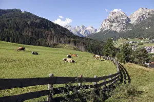 Dolomites Landscape Photography Drucke: Cows at La Villa