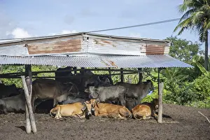 Central Thailand Landscape Photography Drucke: Cows in the Nature