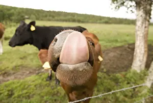 Livestock Farming Humor Drucke: Cows in Norway