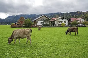 German Meadow Photography Drucke: Cows in the pasture, Oberstdorf
