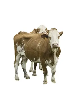 Domestic Cattle Breeds Drucke: Two cows on a transparent background