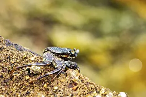 Wildlife Photography Sri Lanka Drucke: A crab sits on a sandy substrate with a blurred