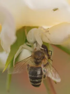 Wild Animal Camouflage Drucke: Crab Spider with Bee