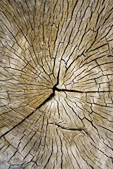 Textured Wooden Surface Drucke: Cracks and patterns in dried wood