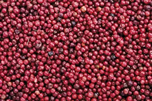 Full Frame Studio Shots Drucke: Cranberries, full frame