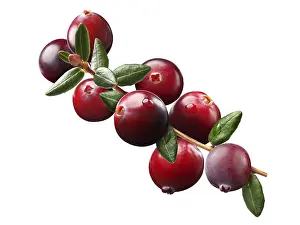 White Background Studio Photography Drucke: Cranberry branch (Vaccinium oxycoccus) composition elements