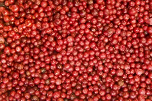 American Cranberry Drucke: Cranberrys