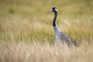 Northern German Wildlife Drucke: A crane (Grus grus) in a cornfield