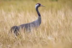 Northern German Wildlife Drucke: A crane (Grus grus) in a cornfield