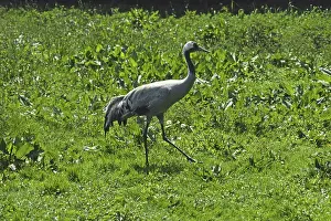 Crane Wildlife Photography Drucke: Crane, Grus grus, Cran