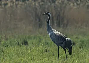 Drucke von Krane, grus grus, Krane, Vögel, Grünvogel, Gruidae, Gruiformes, Kranevögel, Wartsvögel Kranich Drucke: Krane, grus grus, krane, Vögel.