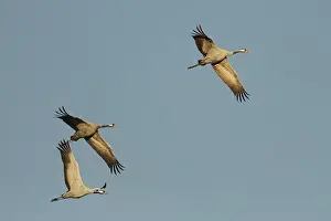 Common Crane Lower Saxony Drucke: Crane, Grus grus, flying, Dummer See