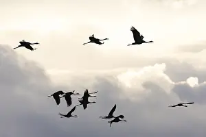 Nature Reserve Landscape Drucke: Crane (Grus grus), small flock in flight