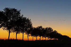 German Federal Republic Fauna Drucke: Cranes on the autumn migration