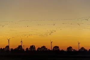 German Federal Republic Fauna Drucke: Cranes on the autumn migration