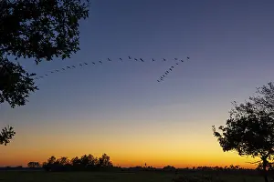 German Federal Republic Fauna Drucke: Cranes on the autumn migration