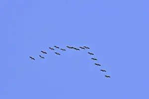 Wildlife Photography Cranes Drucke: Cranes in migration (flight picture)