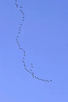 Wildlife Photography Cranes Drucke: Cranes in migration (flight picture)
