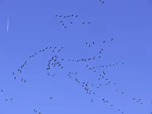 Wildlife Photography Cranes Drucke: Cranes in migration (flight picture)